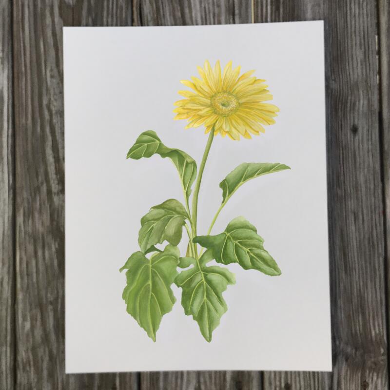 gerbera-plant-print