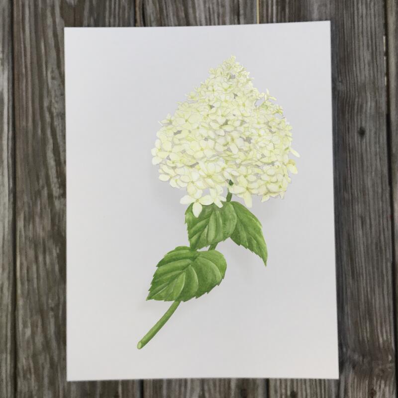 white-hydrangea-bloom-1-print