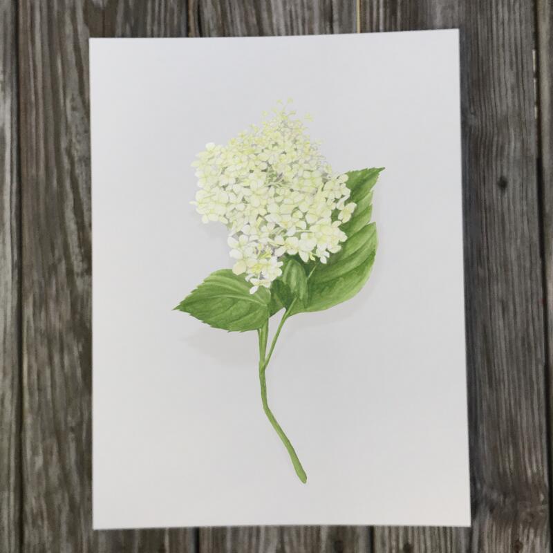 white-hydrangea-bloom-2-print