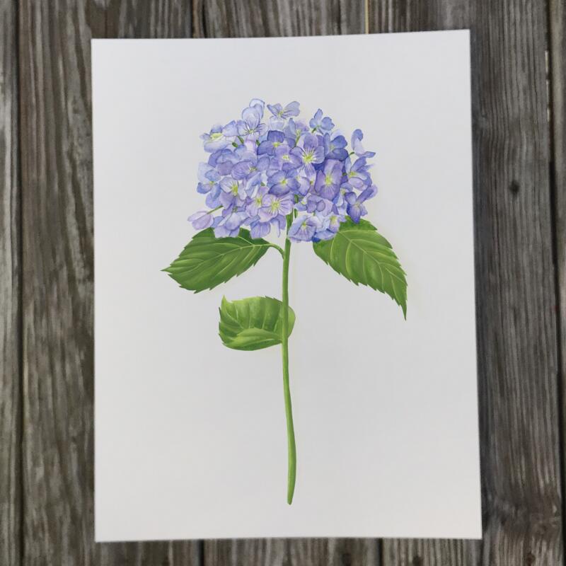 blue-hydrangea-print