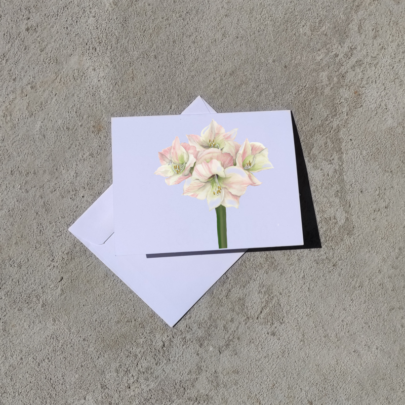 amaryllis-notecards