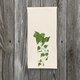 english-ivy-handtowel-1 thumbnail 1