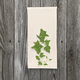 english-ivy-handtowel-2 thumbnail 1