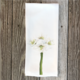 amaryllis-hand-towel thumbnail 1