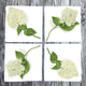 white-hydrangea-dinner-napkins thumbnail 1