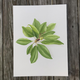 magnolia-stem-print thumbnail 1