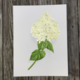 white-hydrangea-bloom-print thumbnail 1