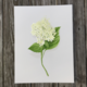 white-hydrangea-bloom-2-print thumbnail 1