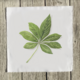Schefflera Quilt Square