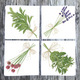 herb-dinner-napkins thumbnail 1