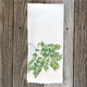 kew-maidenhair-handtowel thumbnail 1