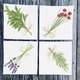 assorted-herb-dinner-napkins thumbnail 1