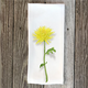 mum-cotton-handtowel thumbnail 1